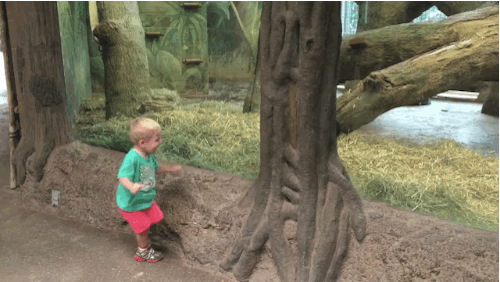 A Toddler Playing Hide And Seek With A Baby Gorilla Will