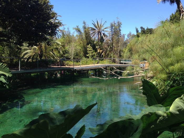 Is this where young Mosasaurs are allowed to swim around for the guests of the park before being put into the big show where they leap for cloned sharks to snack on? Or, is this the top of the Hippopotamus enclosure where a handful of Hippos stay cool and relax while onlookers hope for a glimpse of these giant semi-aquatic mammals? I’ll let you be the judge.