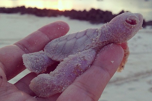 Mira Estas Raras Tortugas Marinas Bebe Albinas