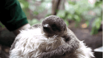 This Orphaned Baby Sloth Has To Have His Teddy Bear « jump to album » animal gifs cat gifs cool gifs dog gifs funny gifs sports gifs. this orphaned baby sloth has to have