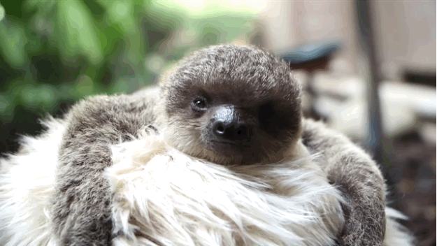 cute baby sloths gif