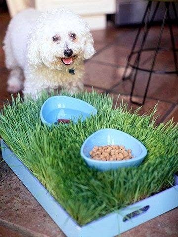 How to Make a Decorative Yet Functional Pet Feeding Station Tips