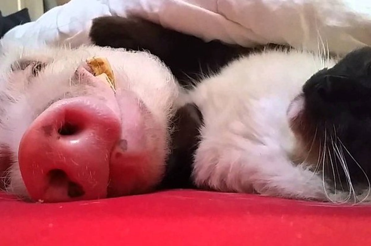 Regardez Ce Chat Aider Son Pote Le Cochon A S Endormir Regardez Ce Chat Aider Son Pote Le Cochon A S Endormir