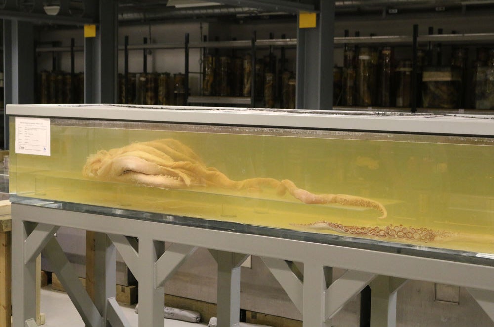 Half a colossal baby squid