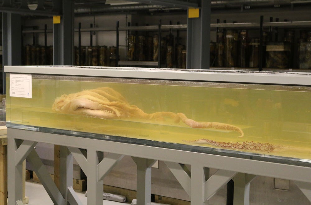 Half a colossal baby squid