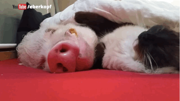 Regardez ce chat aider son pote le cochon à s'endormir