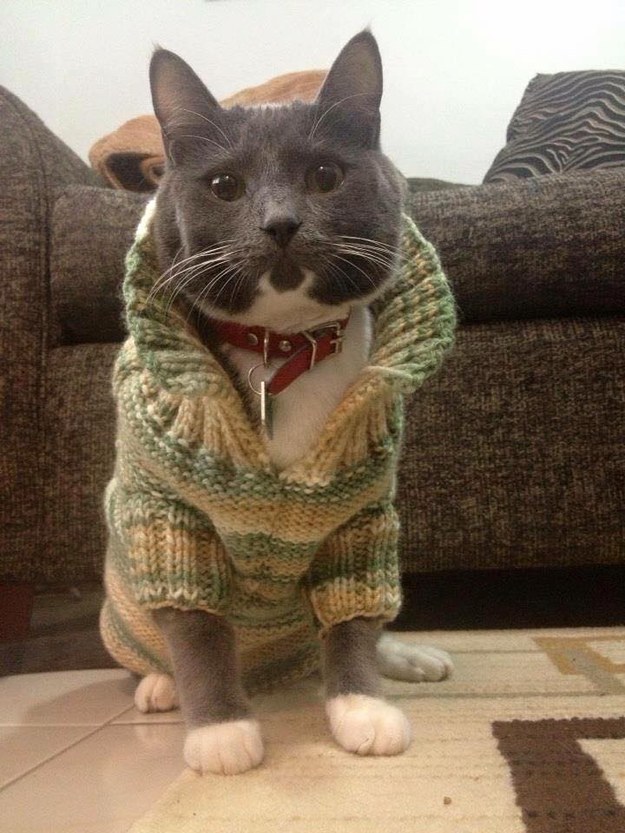 18 Gentlemen Cats Who Have The Best Manners
