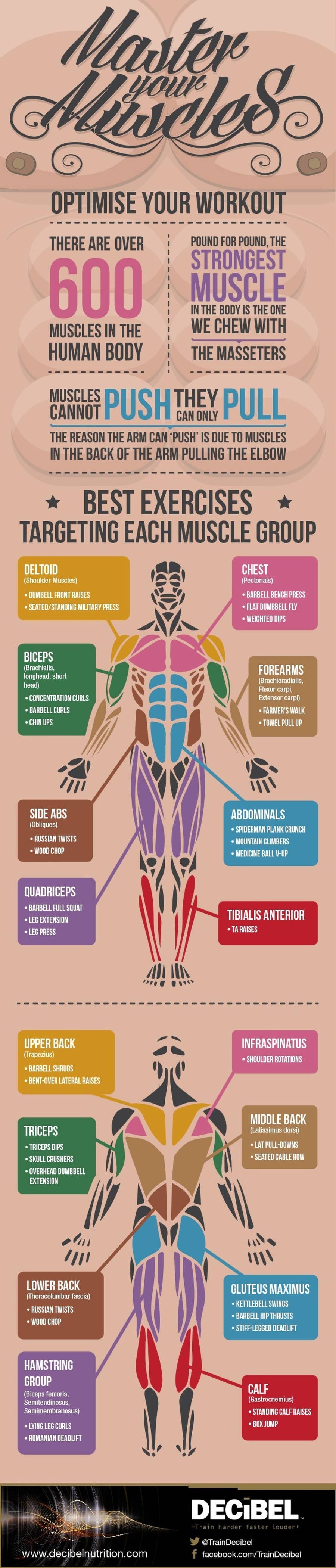 Leg Muscles Workout Diagram Full Body Workout Blog