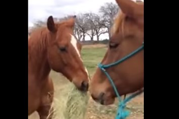 Este cavalo levando feno para a namorada para que os dois possam comer juntos vai derreter seu coração
