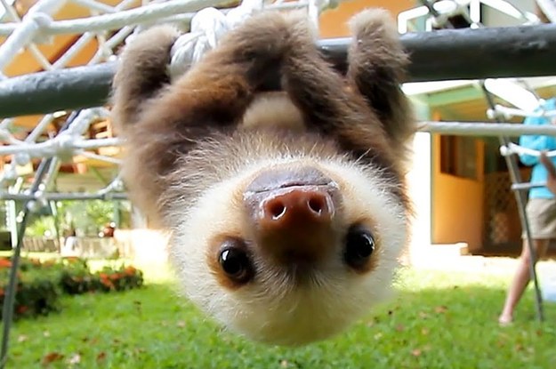 baby sloth tattoo wird niemals erinnern, Dieses daran Baby Dich Faultier