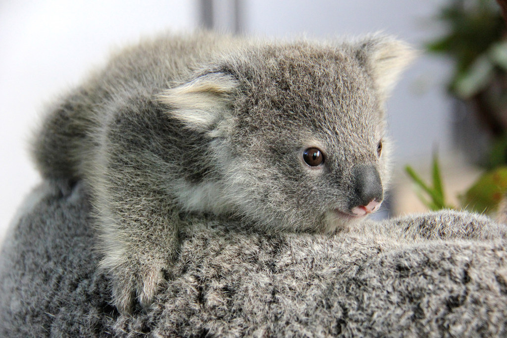 These Baby Koala Joeys Are Too Cute