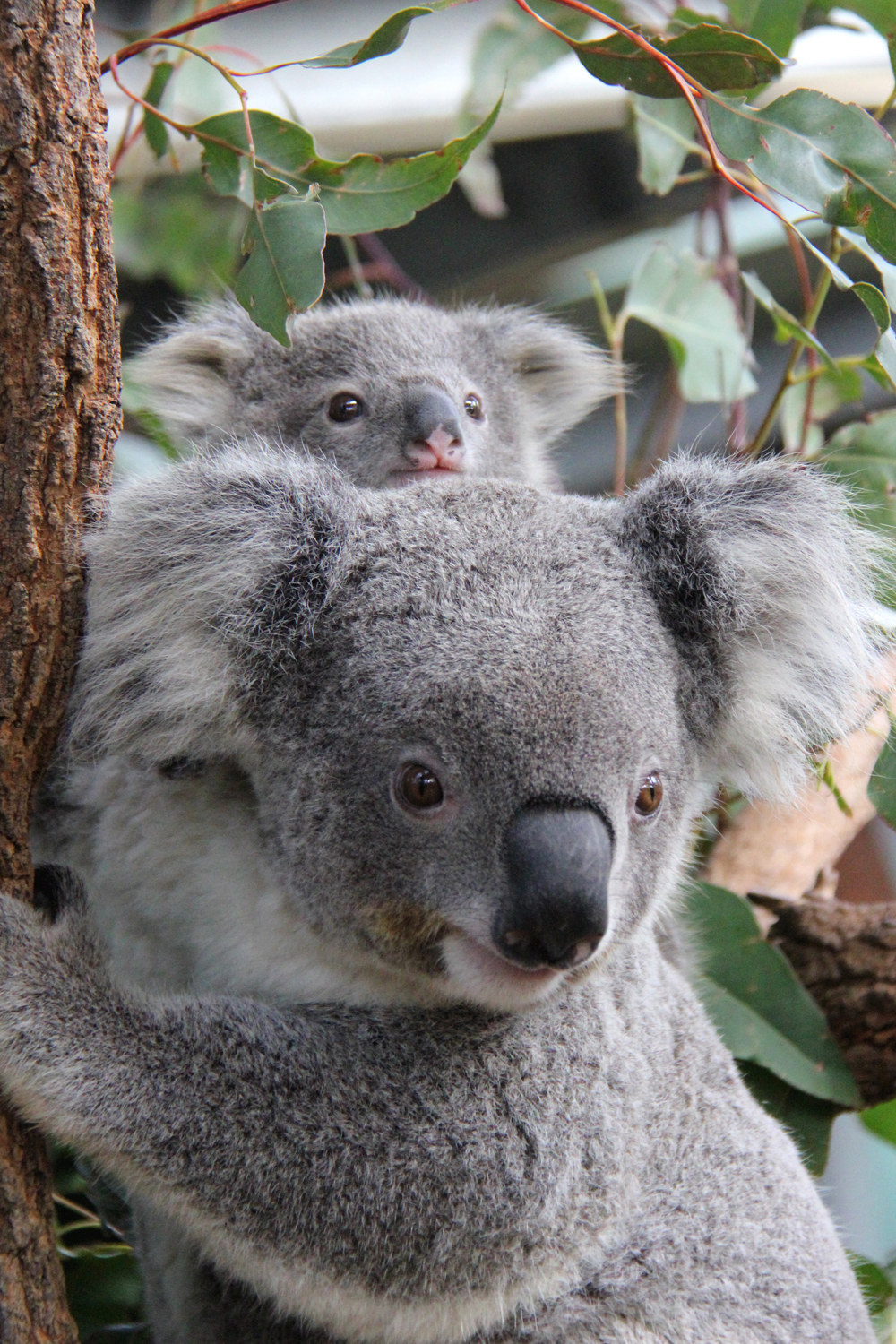 keel koala