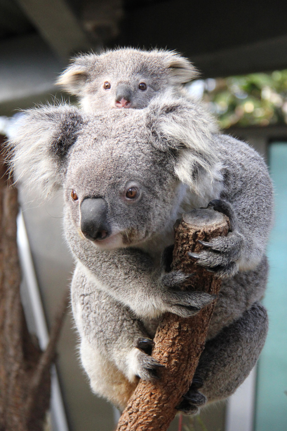 fur real pets koala