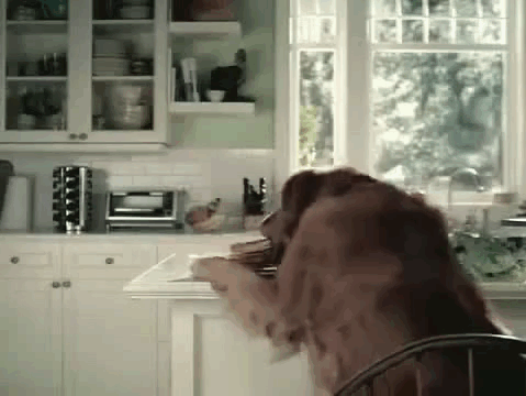 "No mom, I have no idea where all the English muffins went."