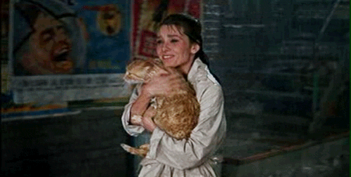 Ok, it is probably a violent, lice-infested stray but think of how adorable and quirky you will look holding it! So, it bites you and you end up getting rabies. Isn't it worth it for the great story!?
