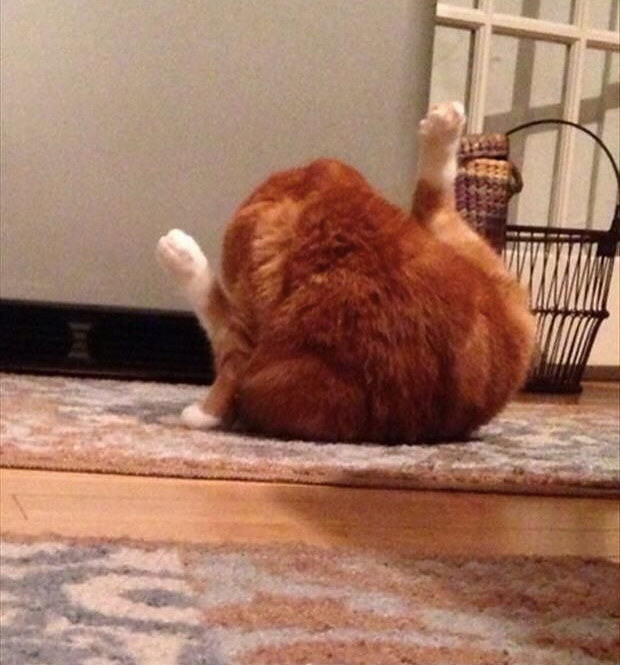 15 Pets That Look So Much Like Food It Will Make You
