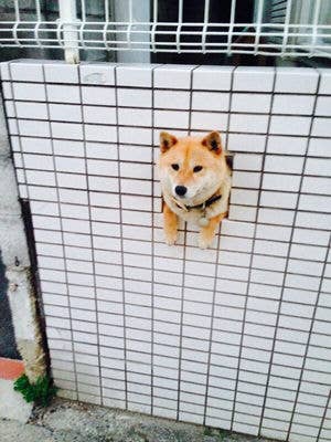 11 Shibas Who Keep Getting Stuck In Things
