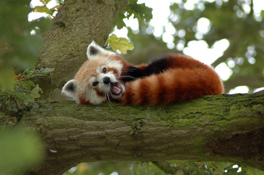 17 Reasons Red Pandas Are The Cutest Creatures In The Galaxy