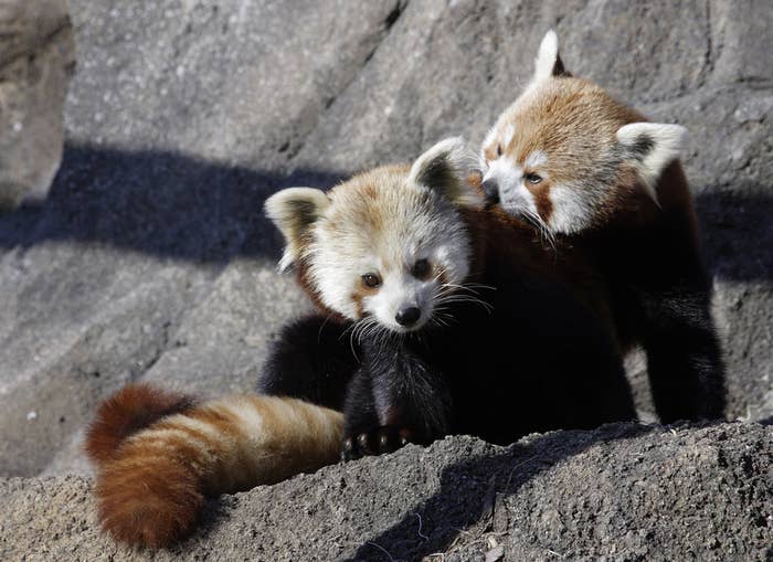 17 Reasons Red Pandas Are The Cutest Creatures In The Galaxy 17 Reasons Red Pandas Are The Cutest Creatures In The Galaxy