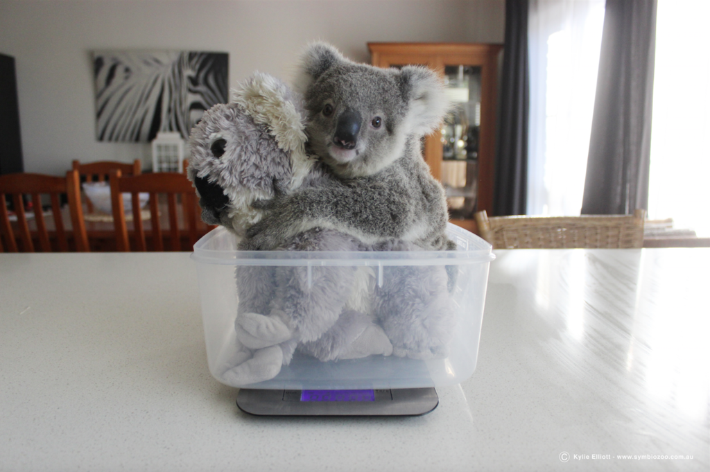 Коала дома. Коала икеа. Мягкая игрушка коала. Коала маленькая домашняя. Игрушка новорожденная коала.