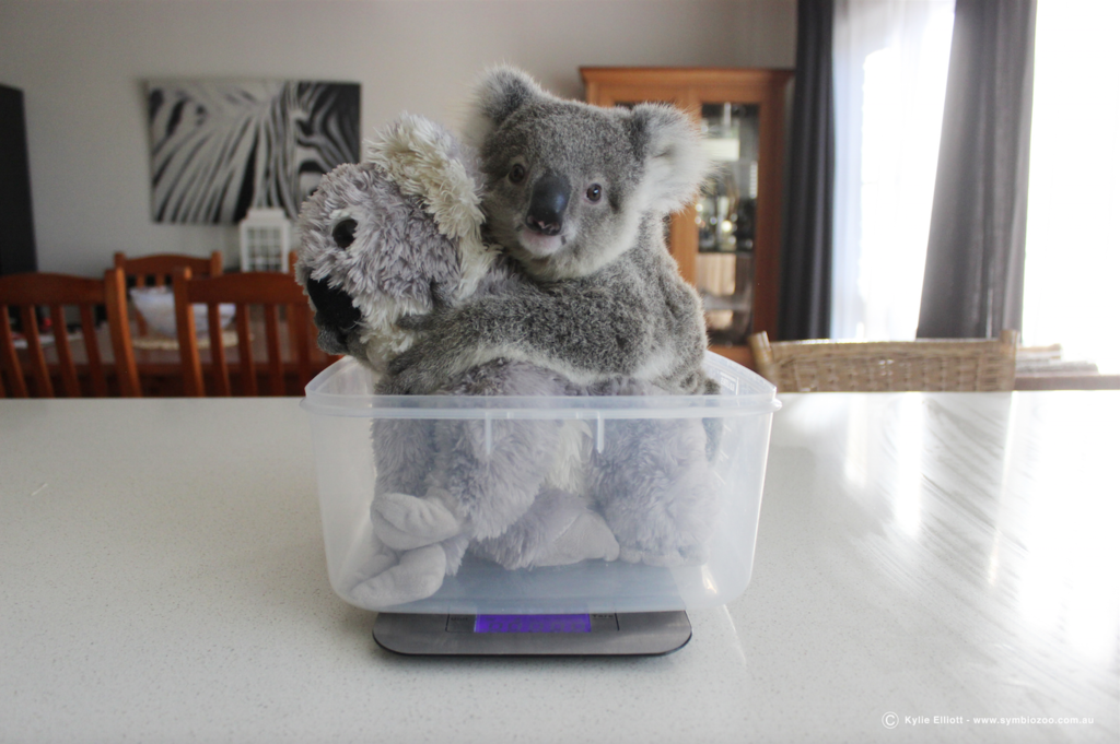 rescued koala named Dimples thriving in wild with joey of her own