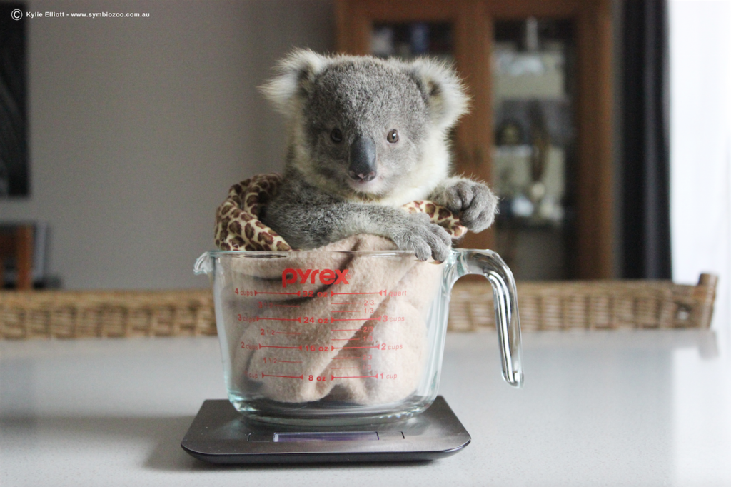 Cute baby koala smashes into a tree but recovers like a champ