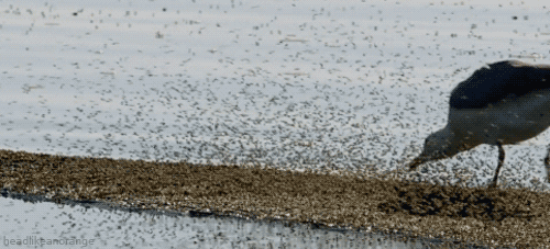 It's OK though: Maybe the killer seagulls will help.