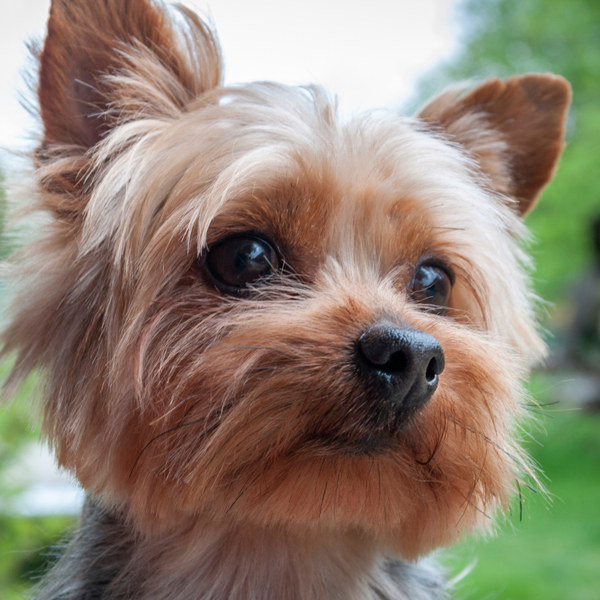 Can You Identify The Dog Breed From Its Nose?