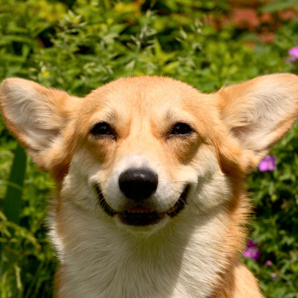 Can You Identify The Dog Breed From Its Nose?