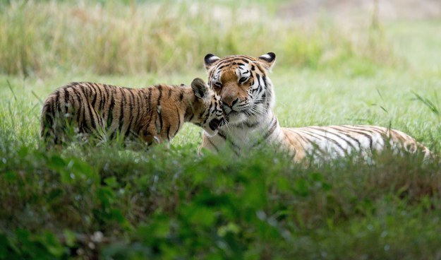 Why they're badass: Siberian tigers are the largest big cat species. Their fur is suited for all habitats, hence why they originate in Russia but can live anywhere. But only about 540 remain living in the world. Also? They've been known to eat bears. BEARS.