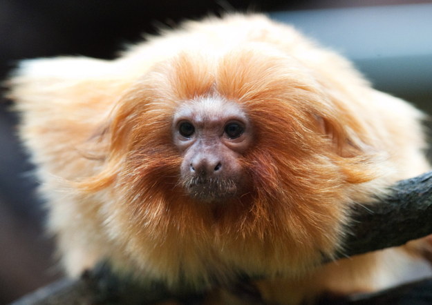 Why they're badass: The golden lion tamarin has sharp claw-like nails as opposed to the flat, rounded nails of other primates. Because of this, tamarins have more similar movement characteristics to squirrels. Due to deforestation and loss of habitat, there are now fewer than 500 of these bright orange primates left in the wild.