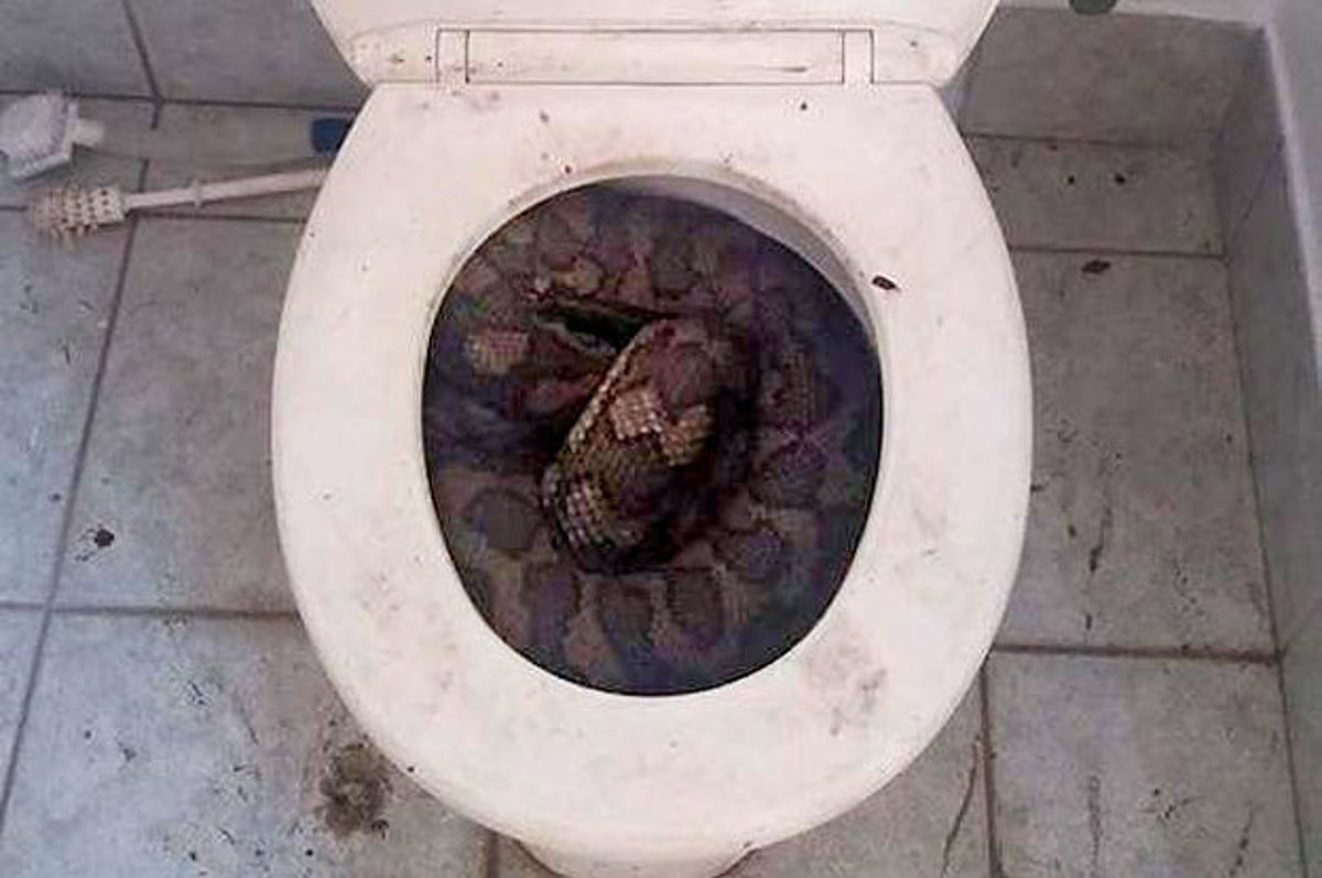 https://img.buzzfeed.com/buzzfeed-static/static/2015-09/16/8/campaign_images/webdr09/snakes-are-turning-up-in-australian-toilets-and-t-2-28629-1442405375-0_dblbig.jpg?resize=1200:*