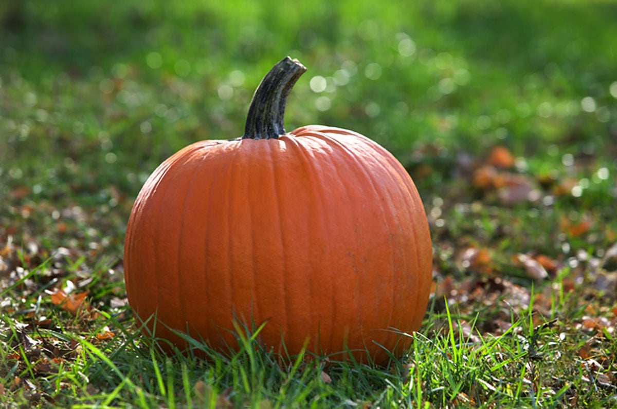 Are These Pumpkin Spice Products Real Or Fake