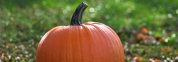 Are These Pumpkin Spice Products Real Or Fake