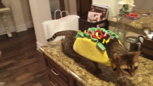 She's cute, and tacos are awesome. CAN YOU LIVE?!