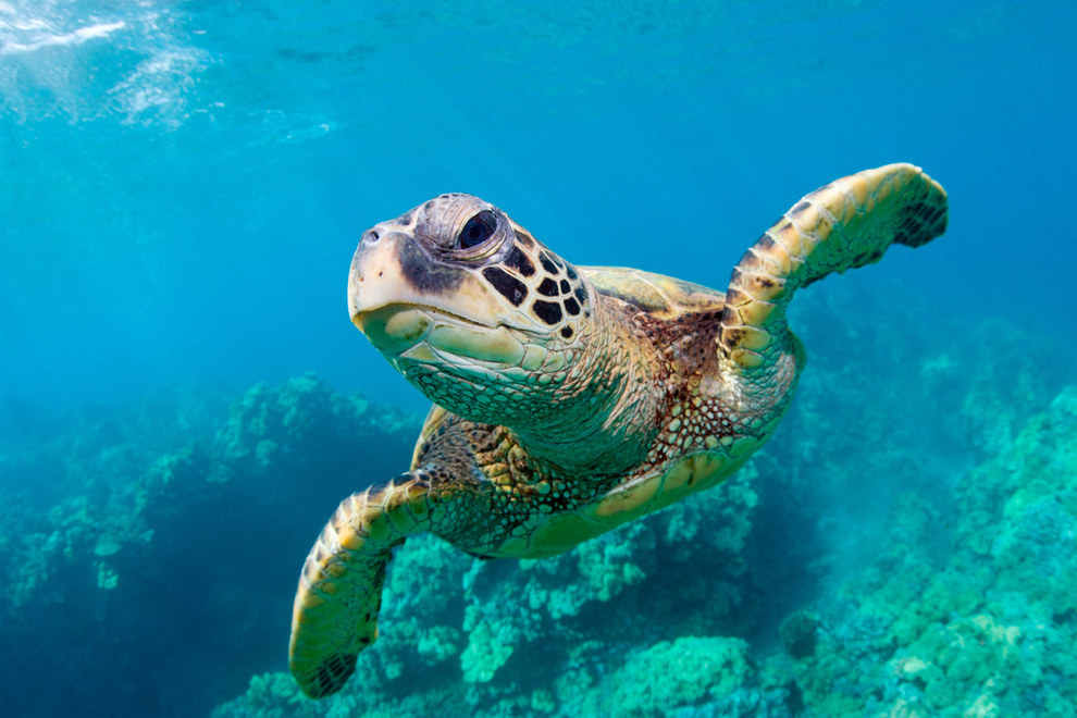 Wouldn't you like to meet this green turtle?