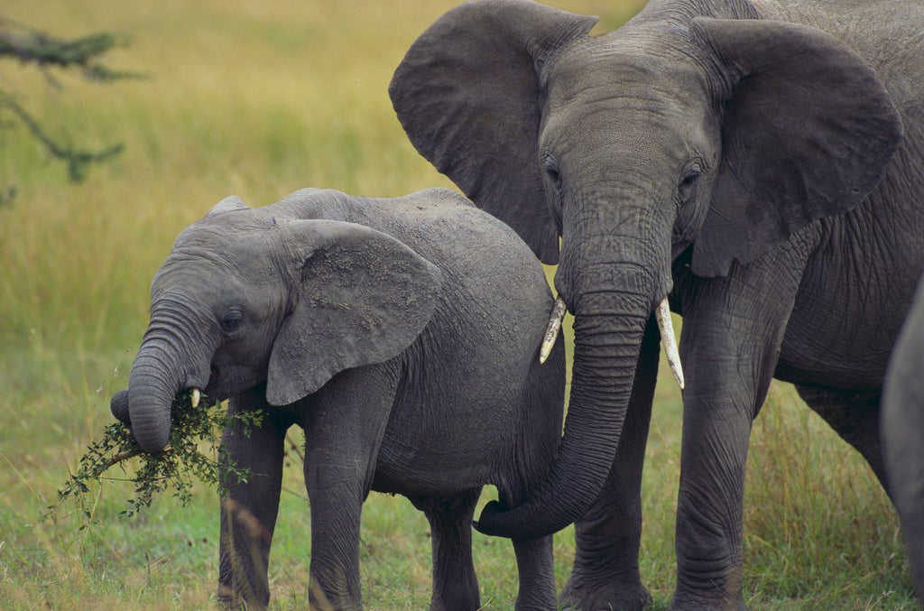 10 Things Elephants Can Only Do In The Wild