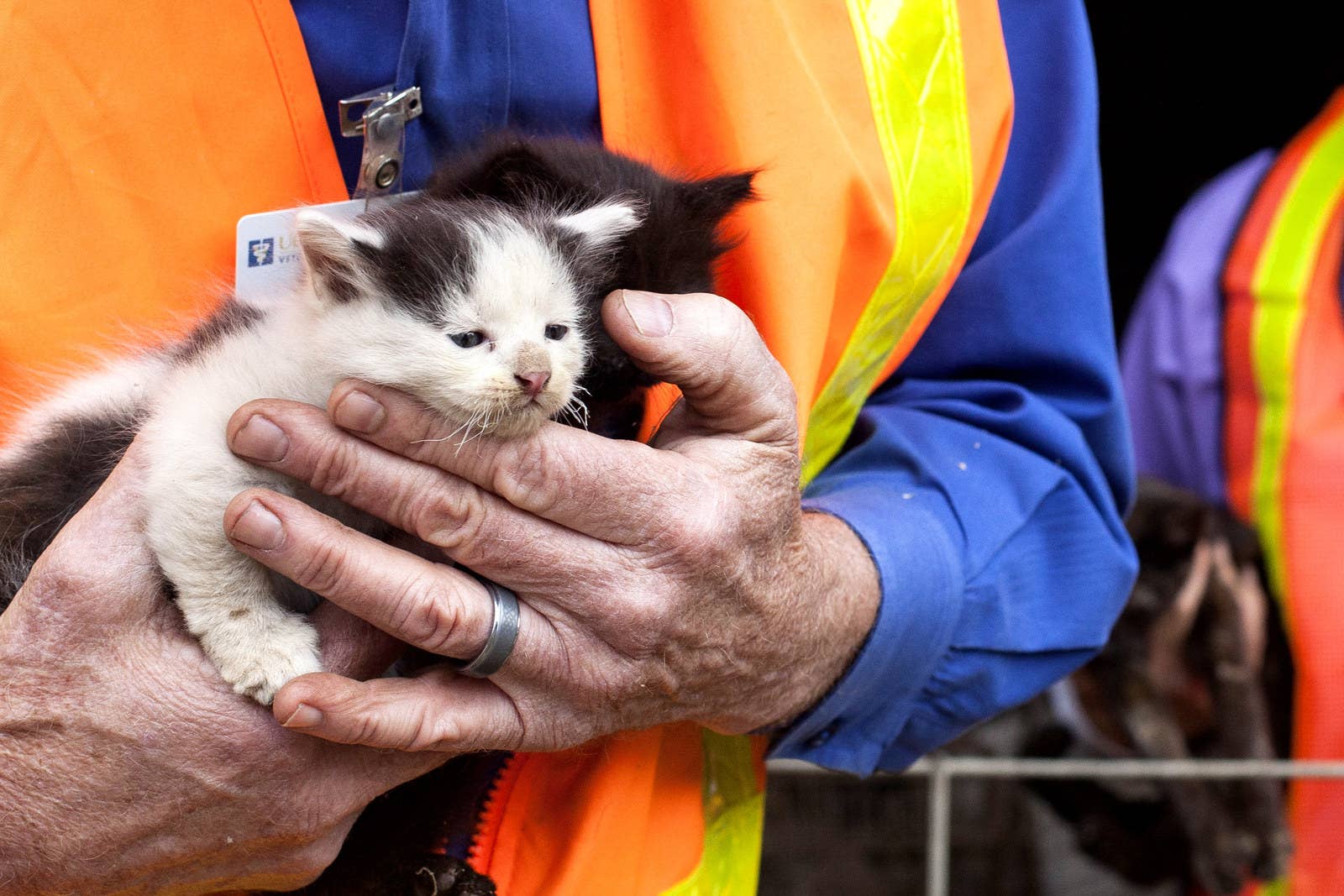 Приют кошек помочь. Волонтеры животных. Помощь животным. Волонтеры с животными. Волонтёры бездомных животных.