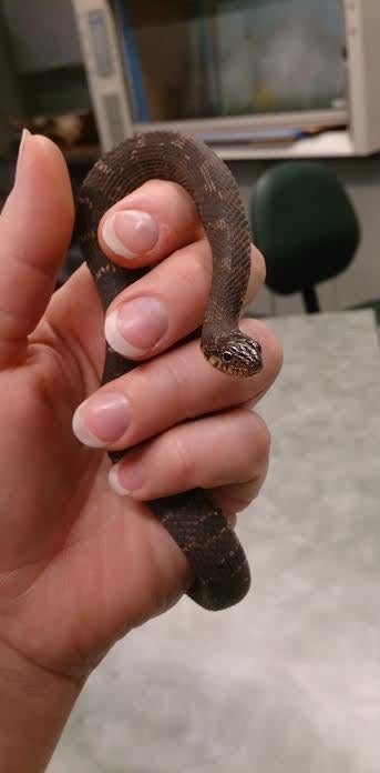 One of Yellow Belly&#x27;s babies shortly after birth.