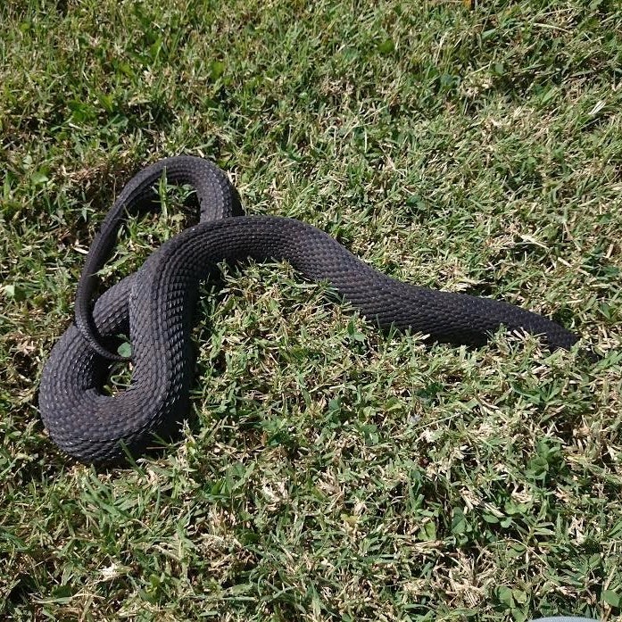 A Yellow Belly baby snake all grown up.