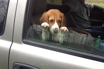 O adorável Beagle na janela de um carro é a perfeita imagem para postar dizendo "não desista nunca"