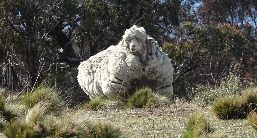 This Is What Happens When You Don T Shear A Sheep For Five Years   Original 8217 1441241229 3 