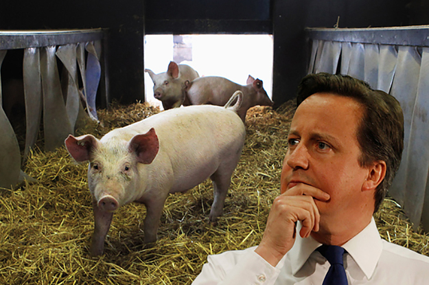 The Funniest Responses To That Story About David Cameron And The Pig   The Funniest Responses To That Story About David  2 5905 1442833408 0 Dblbig 