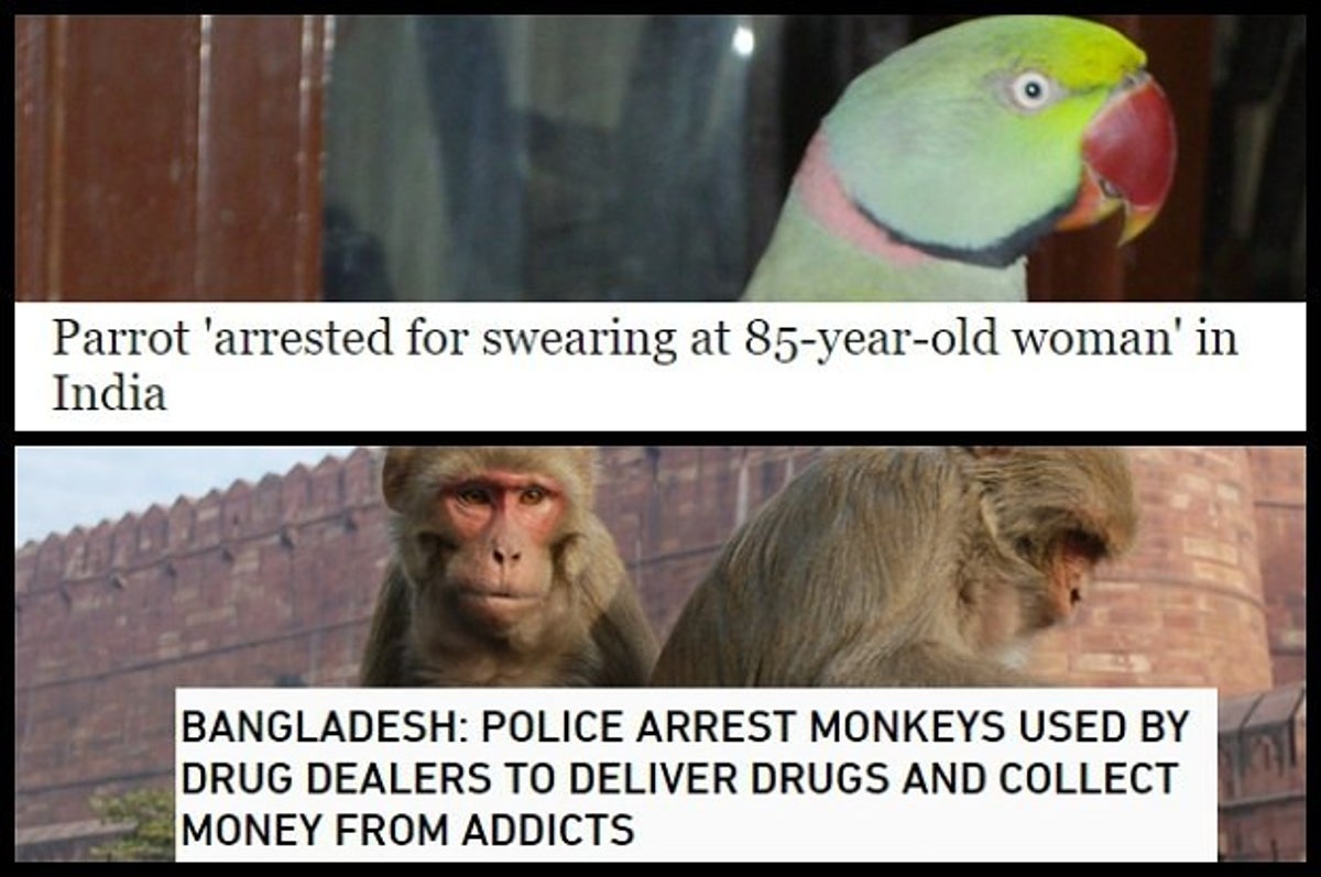 13 Animals Who Are Way More Gangster Than You