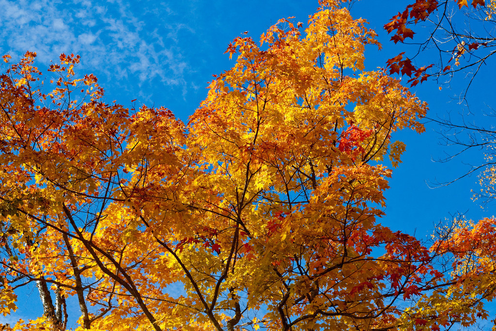 19 Ways Michigan Does Fall Better Than Any Other State