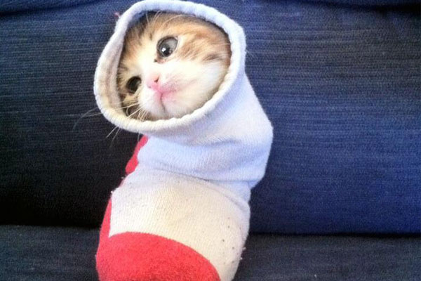 cat in a sock