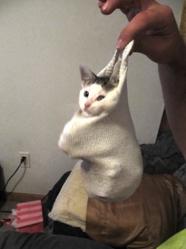 cat in a sock