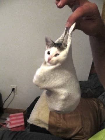 11 Deeply Confused Cats In Socks