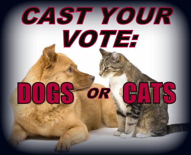 Are Cats Better Than Dogs?