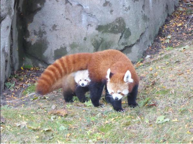 red panda cubs with mom